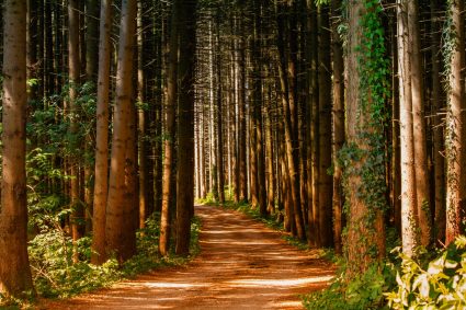 Piesze wędrówki leśnymi szlakami – czy warto?