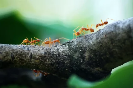 Bez kompromisów – zwalczanie mrowek w domu i ogrodzie
