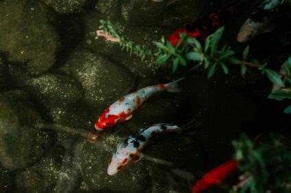 Ryby i rośliny wodne – jak je łączyć, by wspierały się nawzajem?